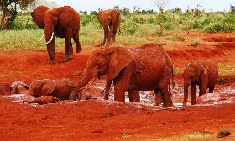 Nairobi National Park